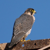 Barbary Falcon